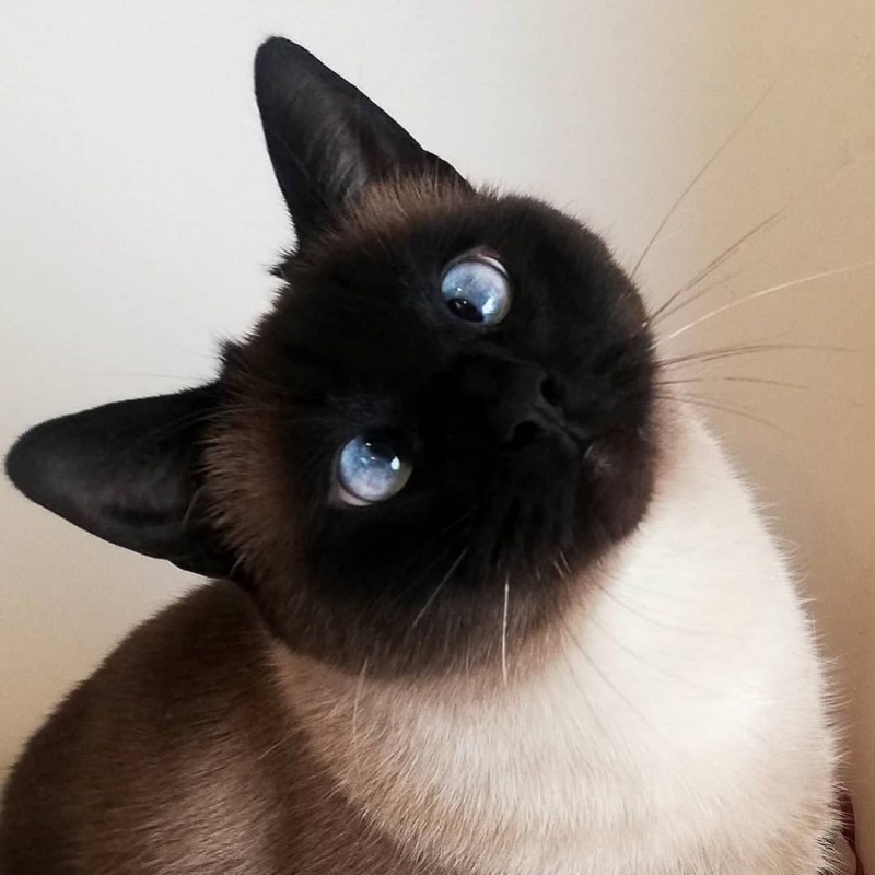 Сиамская кошка Лапкинс
