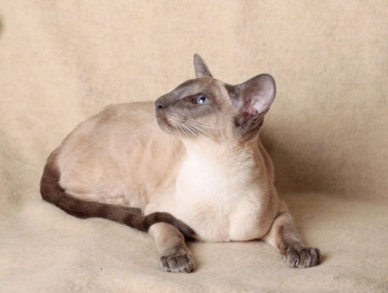 Сиамская кошка