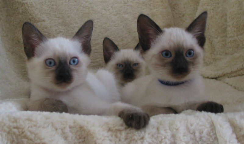 Спящий сиамский кот