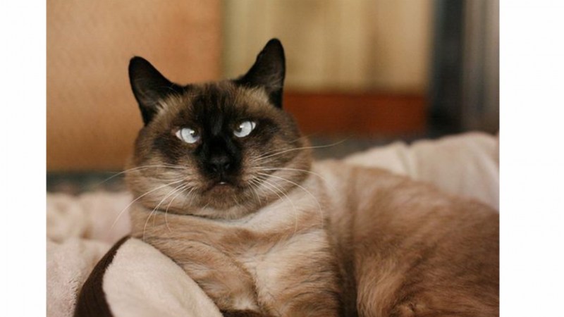 Жирный сиамский кот