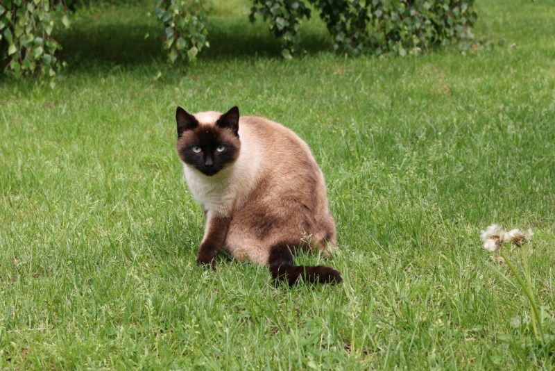 Сиамский кот коричневый