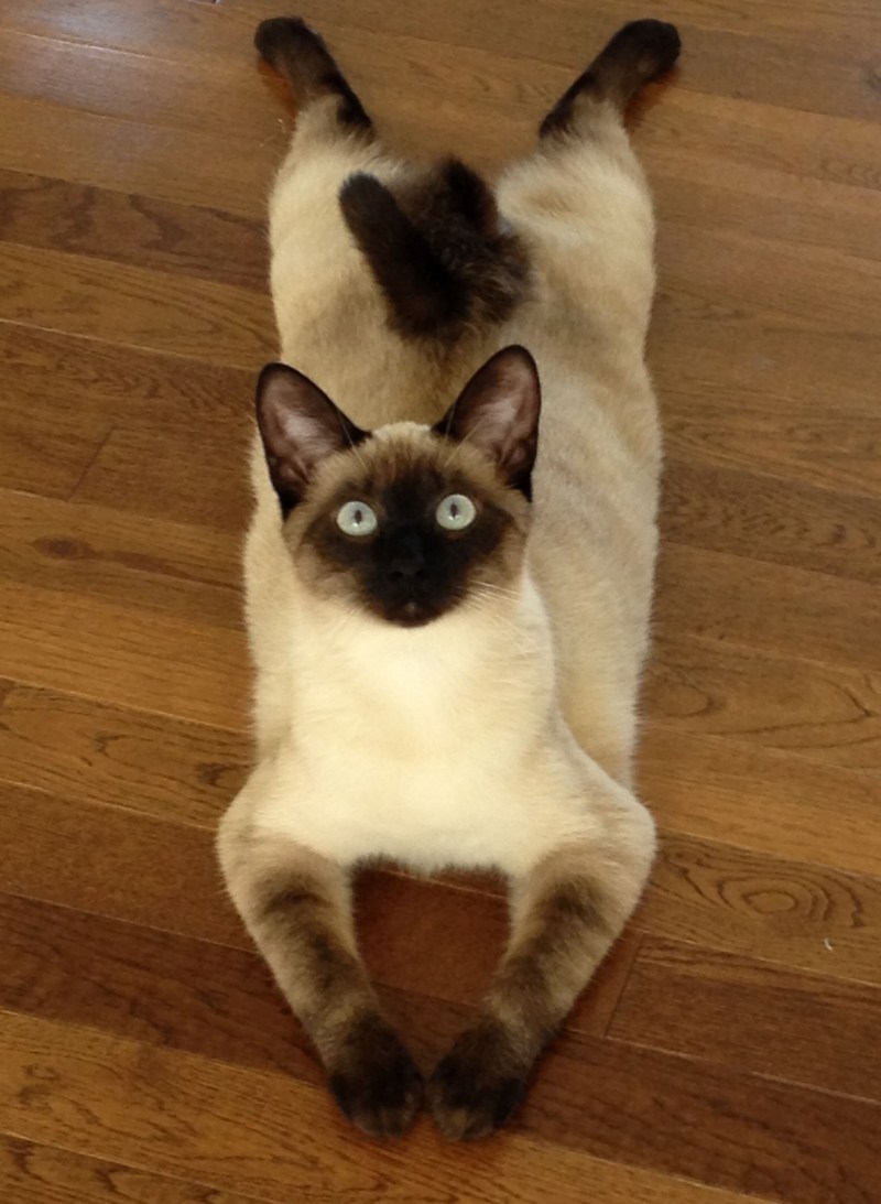 Сиамская кошка