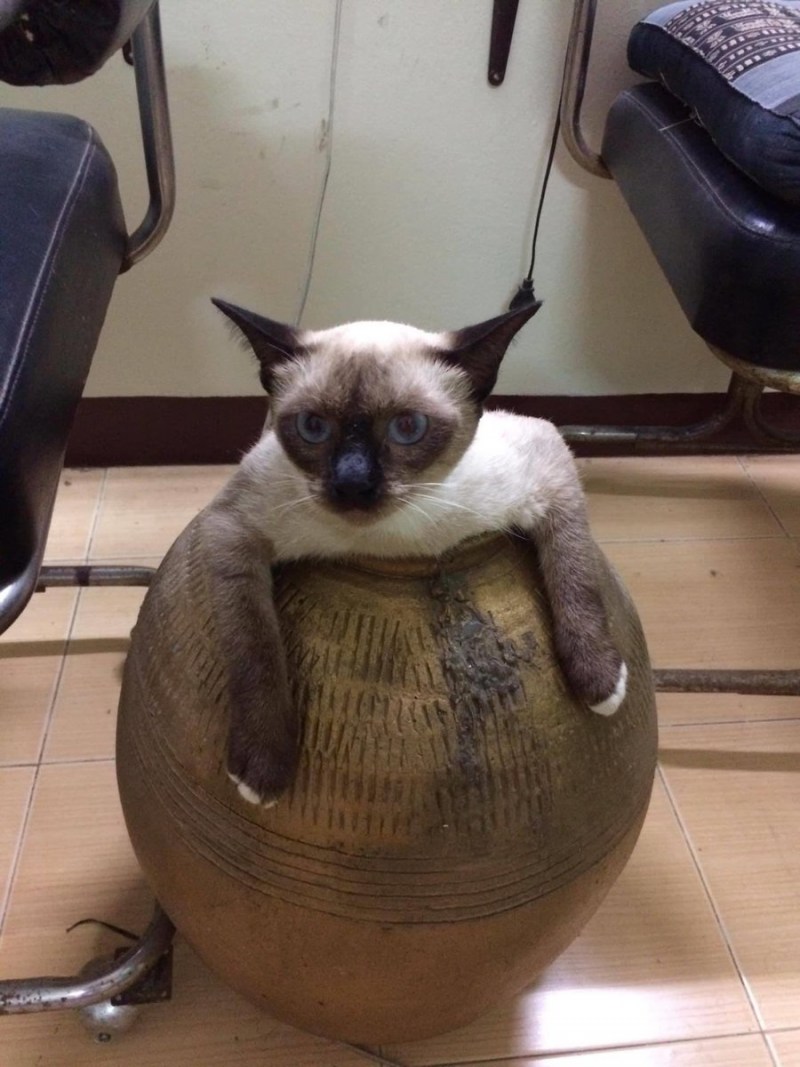 Жирный сиамский кот