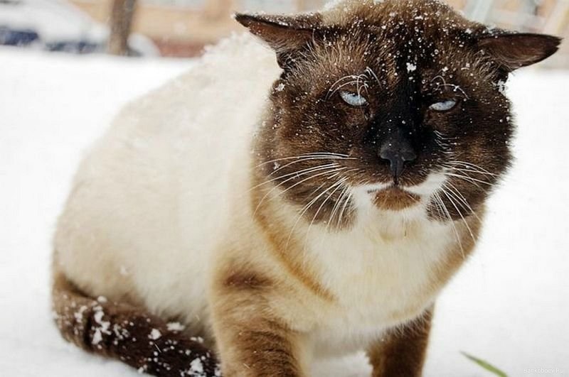 Алмазная мозаика сиамский кот