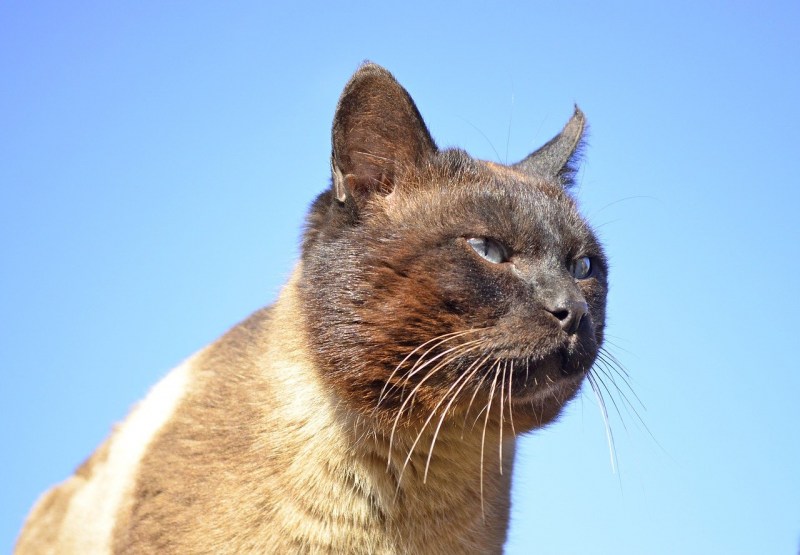 Гималайская кошка