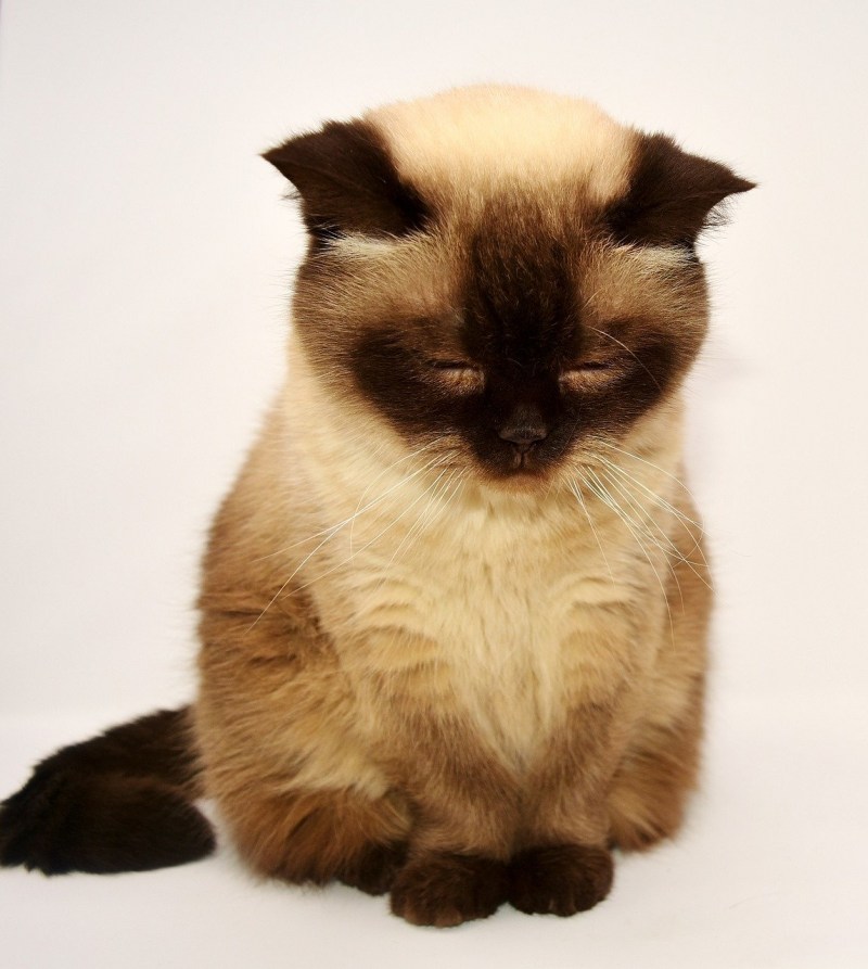 Жирный сиамский кот