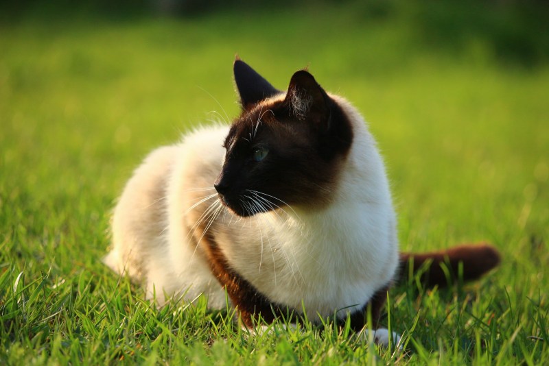 Сиамские коты жирные