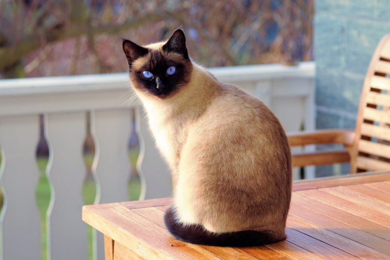 Сиамская кошка редкий окрас