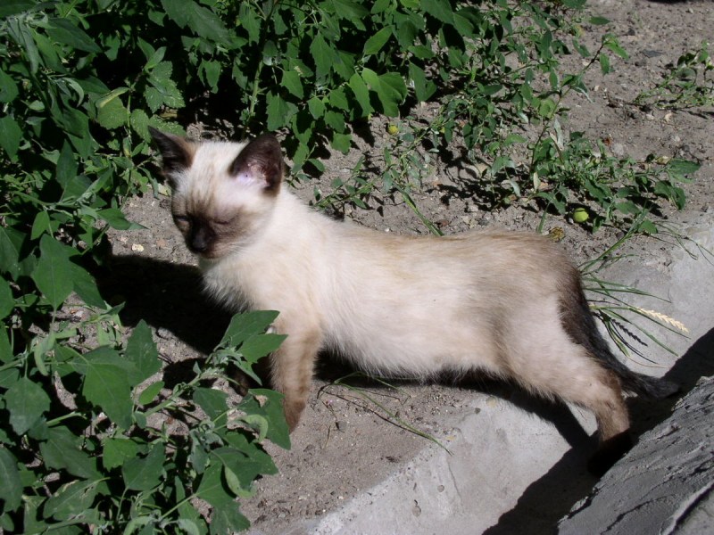 Сиамская кошка