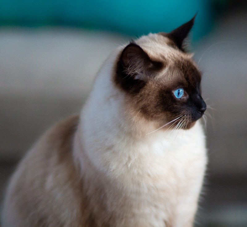 Толстый сиамский кот