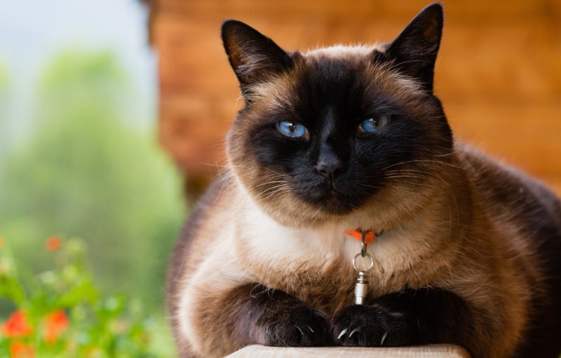 Сиамская кошка