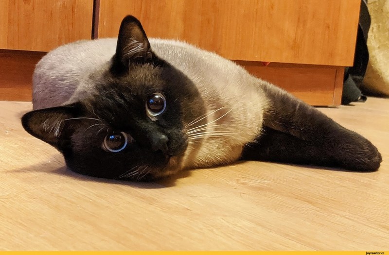 Сиамская кошка с белой мордой