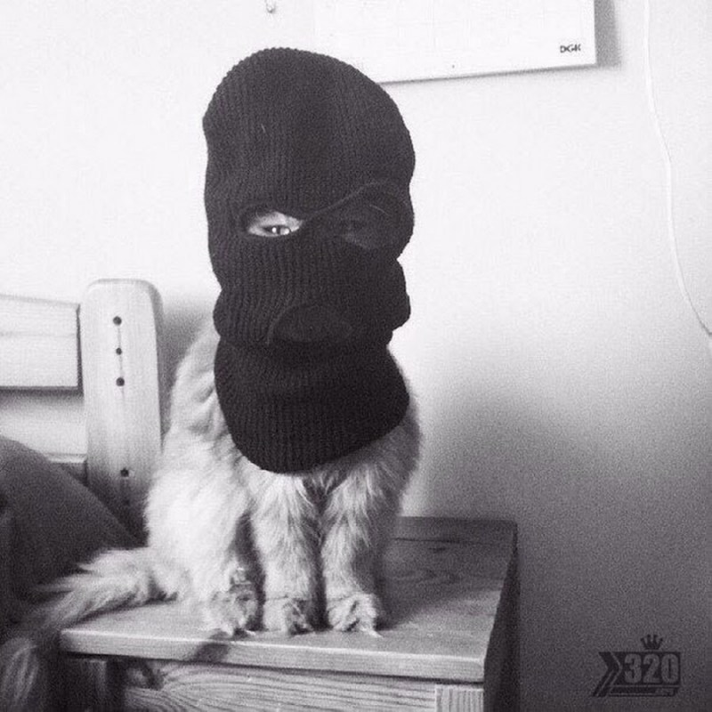 Выступление кота в маске. Кот в маске бандита. Кот в Балаклаве. Коты в масках бандитских. Кот в маске грабителя.