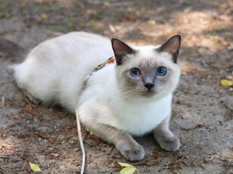 Сиамский и тайский кот