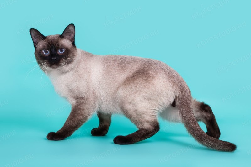 Сиамская кошка сил-Пойнт