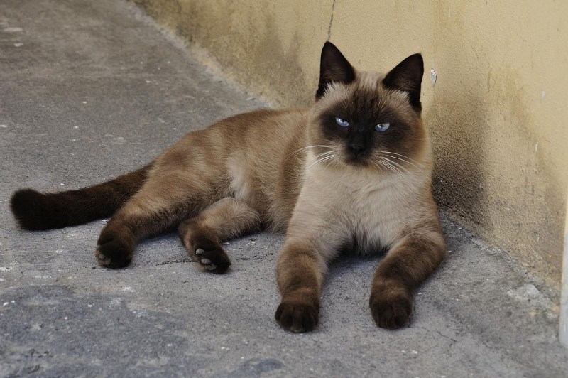 Сиамская беспородная кошка
