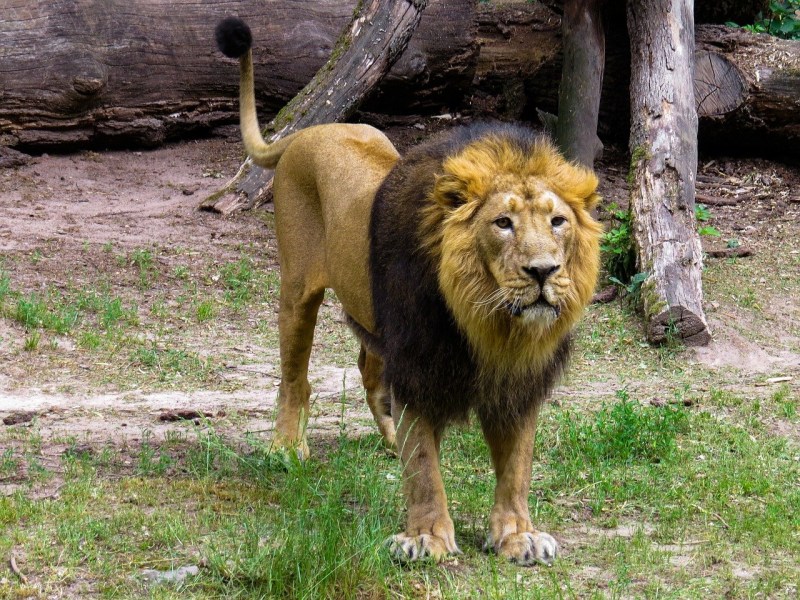 Лев хищник