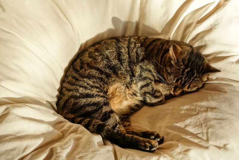 Кот лежит клубочком