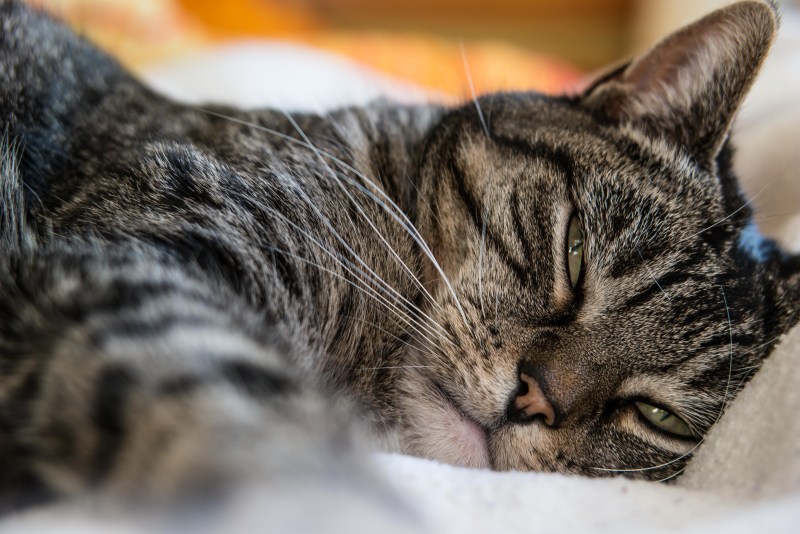 Спящие коты