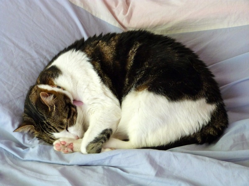 Кот клубочком на кровати