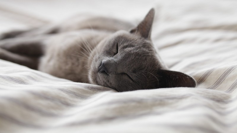 Кошка нежится