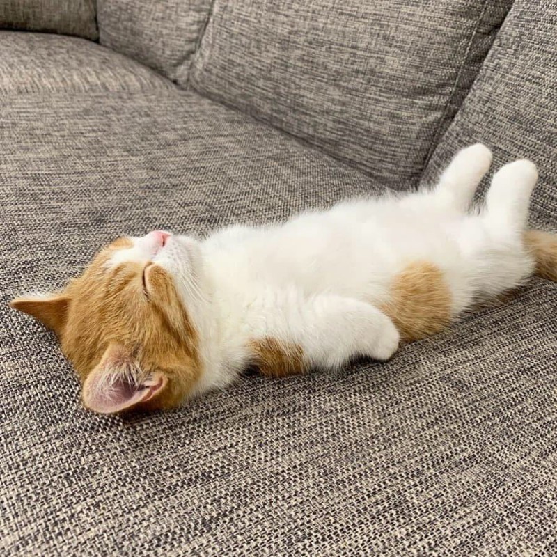 Спящие котики