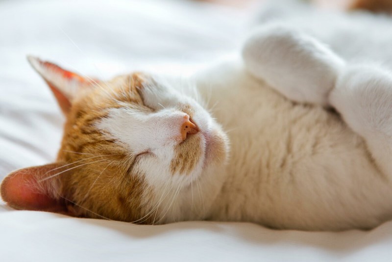 Спящие котики