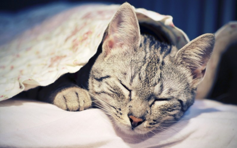 Кошка спит