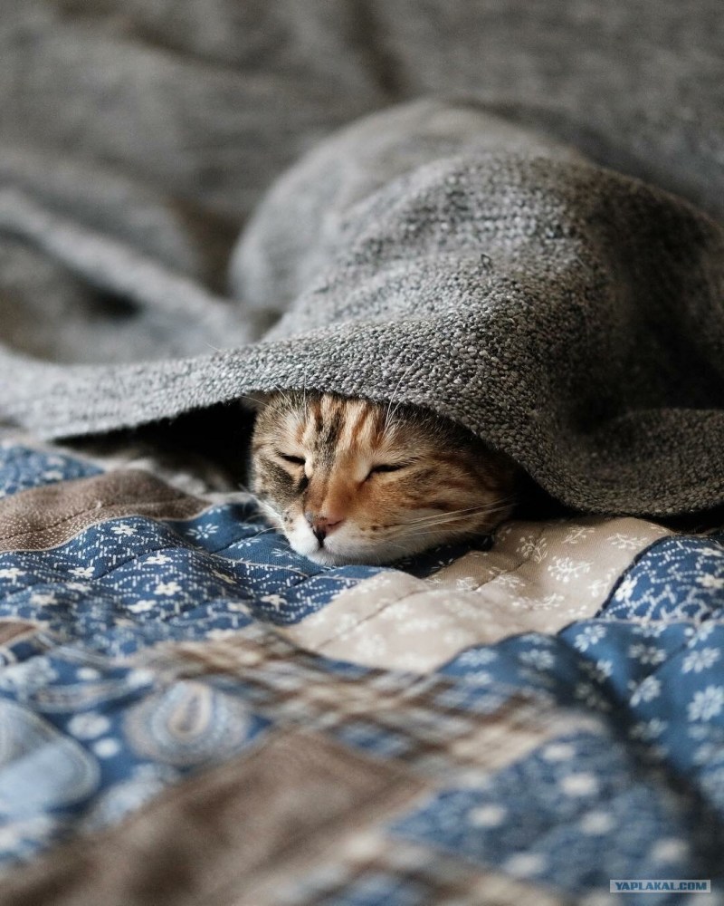 Спящий кот
