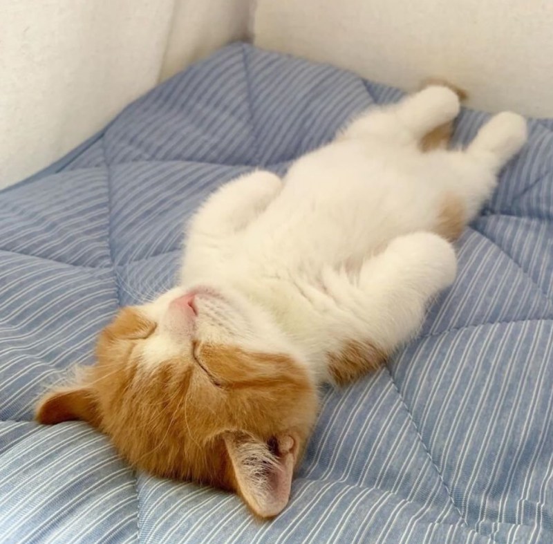 Котенок спит