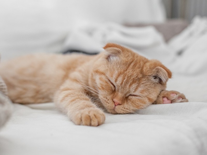 Сладко спящий кот