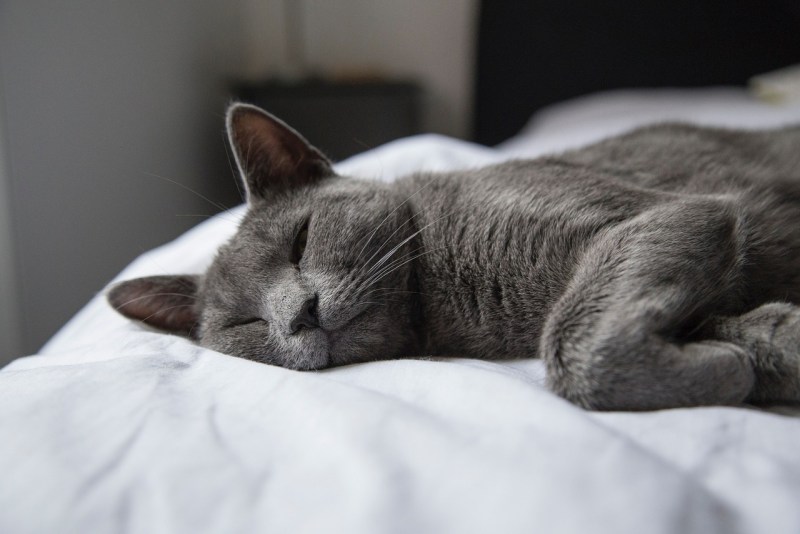 Спящие котики