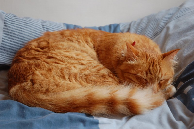 Кот свернулся клубком