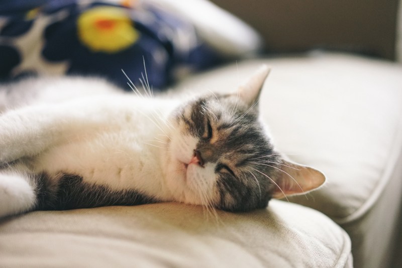 Сонный котик