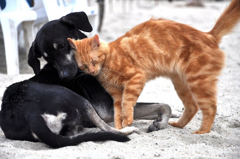 Коты дружат