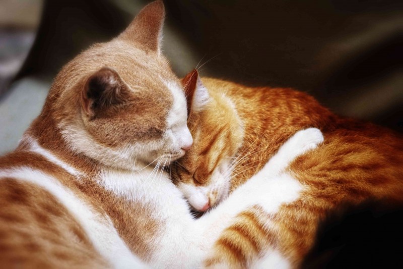 Кот ластится