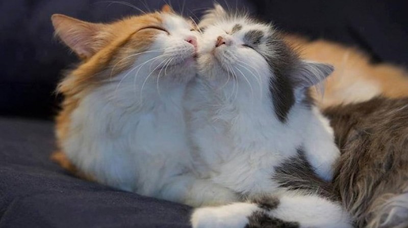 Коты обнимаются