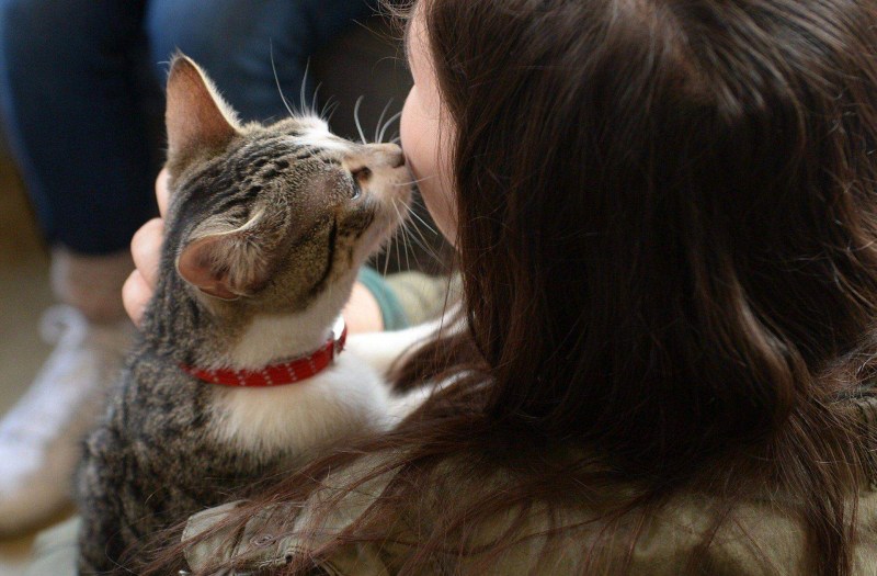 Кот ластится к хозяйке