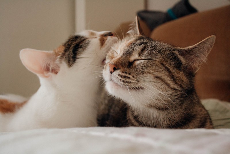 Котенок ластится