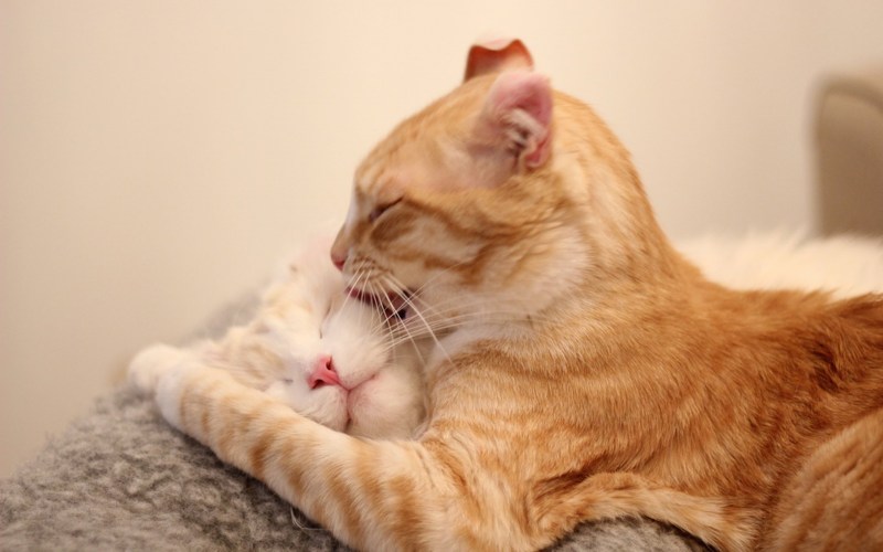 Котики лижутся