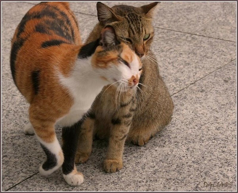 Коты трутся