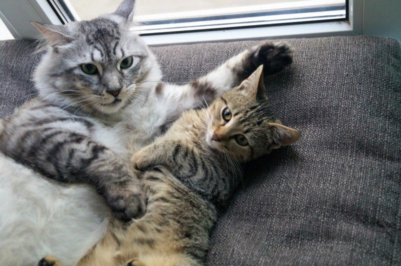 Котик ластится