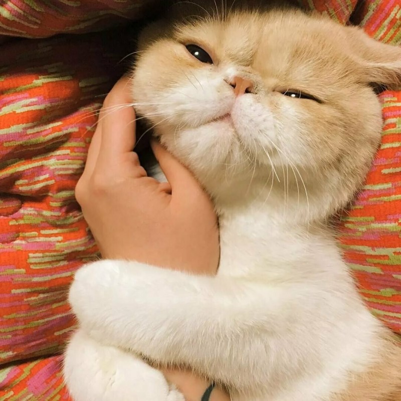 Добрый котик