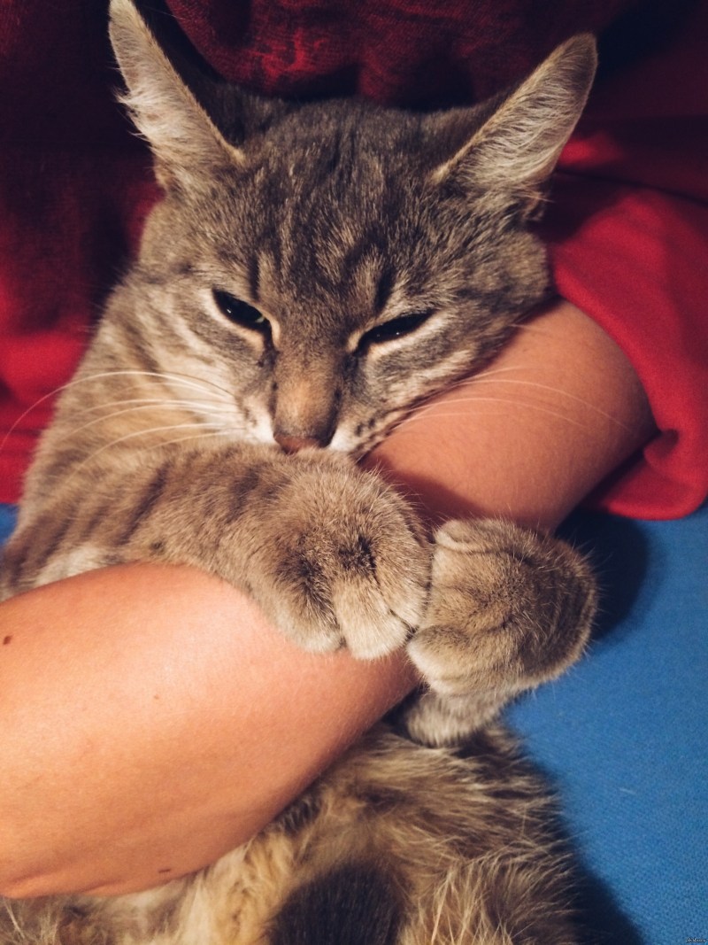 Кот обнимает