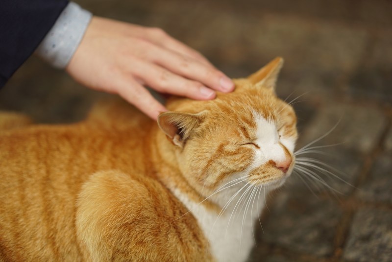 Гладить кошку