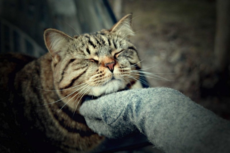 Благодарная кошка