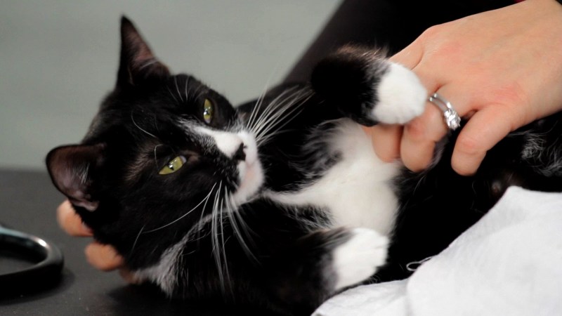 Гладить черного кота