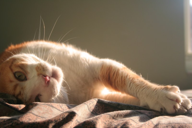 Ласковый котик