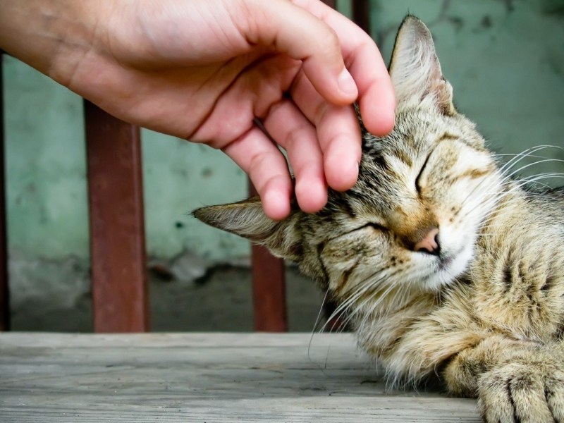 Гладить кота