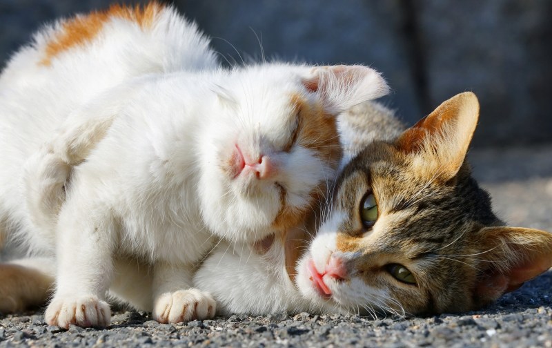 Ласковый котик